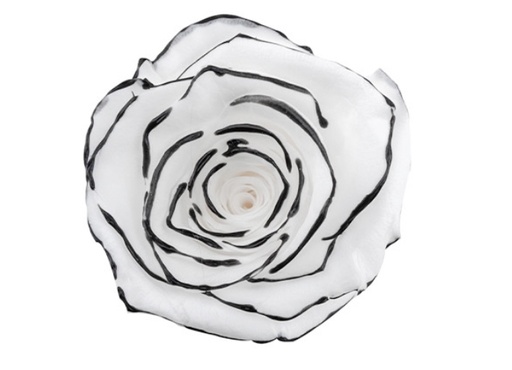chanson BX008 / rose (multi-colour)