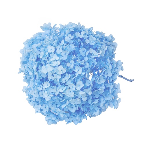 [light blue] Light Blue/Snowball Bush Viburnum