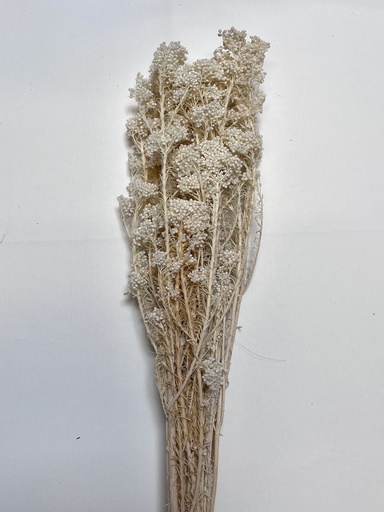 [White] white/rice flower