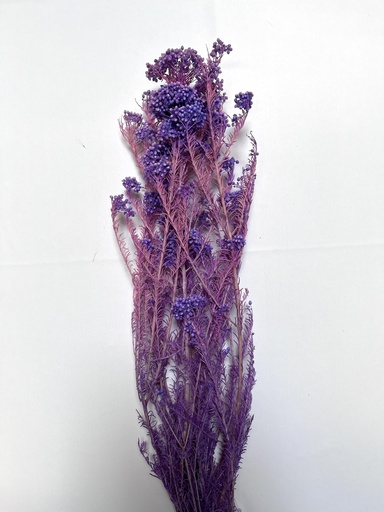 [bulish purple] purple/rice flower