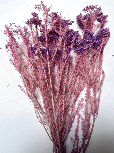 [pinkish purple] pinkish purple/rice flower