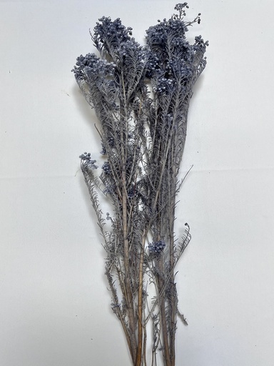 [Grey] grey/rice flower