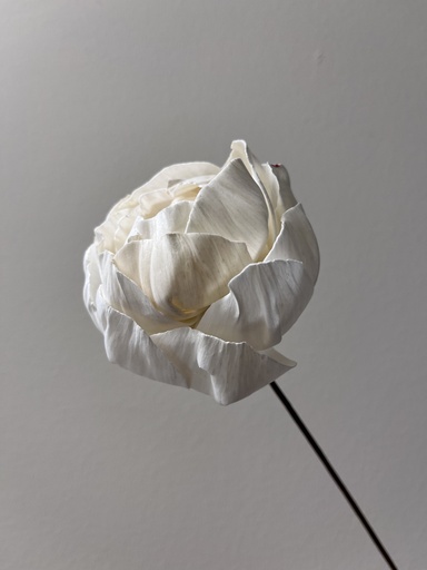 [white] white / sola wood flower