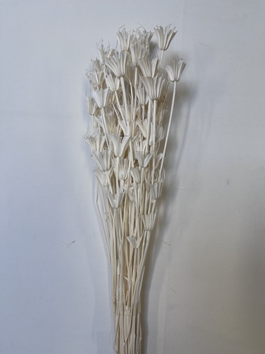 [white] white preserved nigella