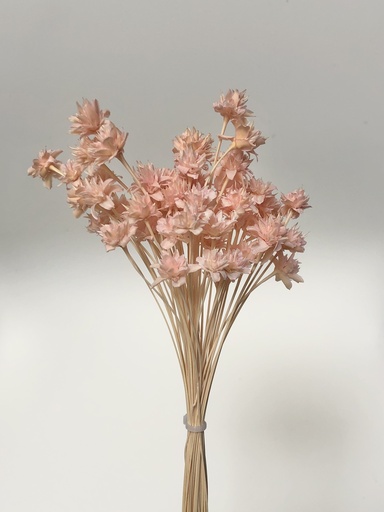 [sakura pink] sakura pink/small mountain flower（mini cone flower）