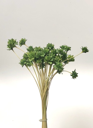 [grass green] grass green/small mountain flower（mini cone flower）