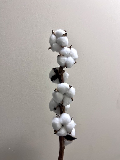 [white] cotton flower(multi head)