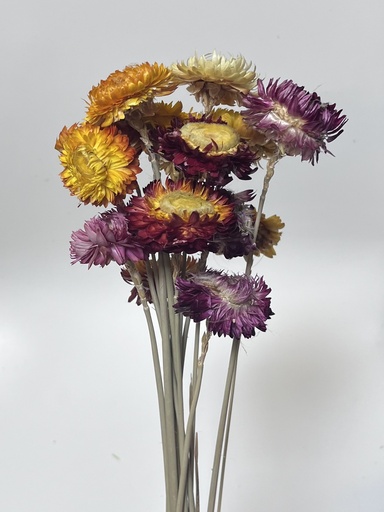 [Nature color] natural / helichrysum