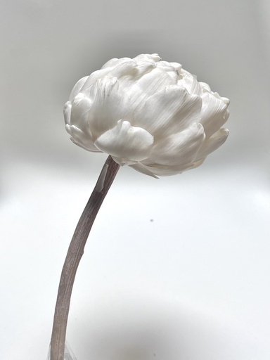 [White] white / lotus(artichoke）