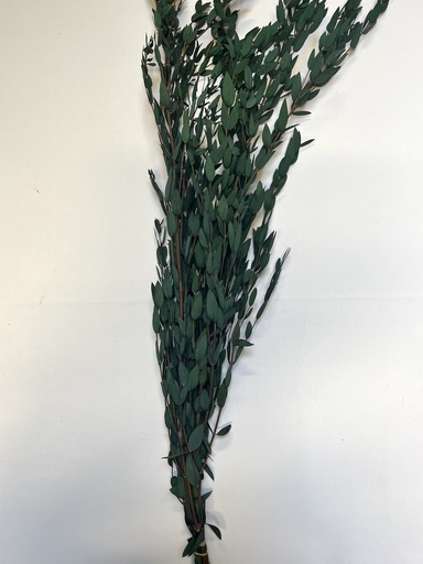 [green] green / parvifolia eucalyptus 