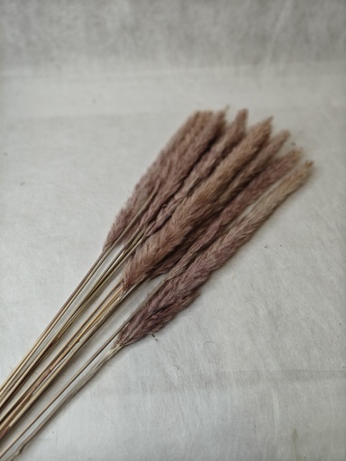 [Primary] brown / small pampas