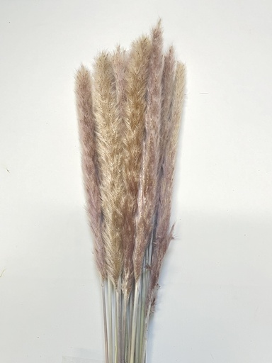 beige / small pampas