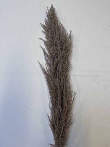 [Natural Color] natural/iron reed pampas