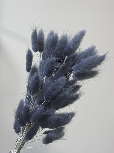 [blue black] Lagurus (bunny tail )/Blue Black