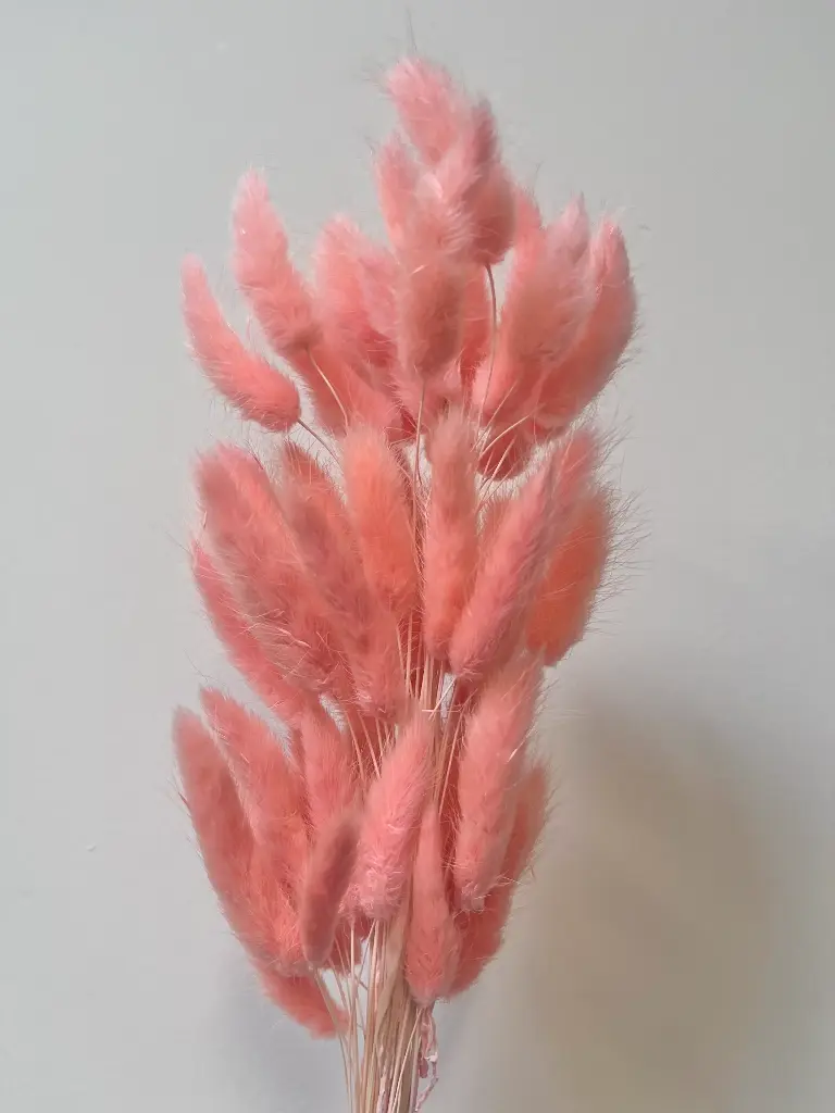 Lagurus (bunny tail )/Pinkish Purple