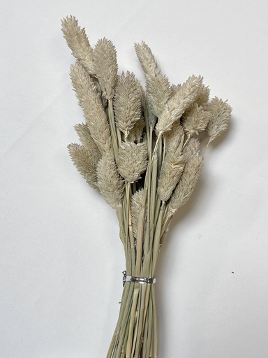 [Nature color] natural/gem grass （phalaris）