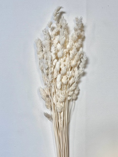 [White] white/fairy grass