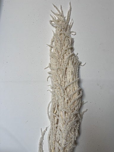 [white] white/amaranthus