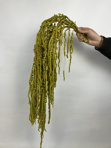 [green] green/ amaranthus