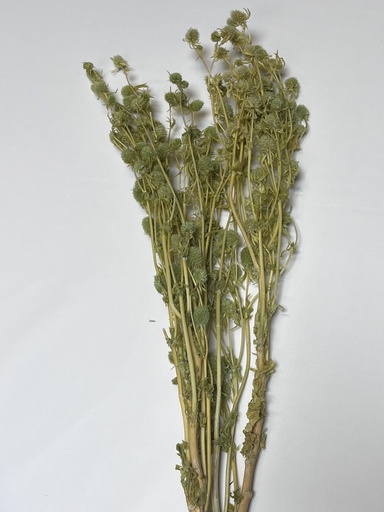 [Fruit green] Fruit Green/Erygium Flower