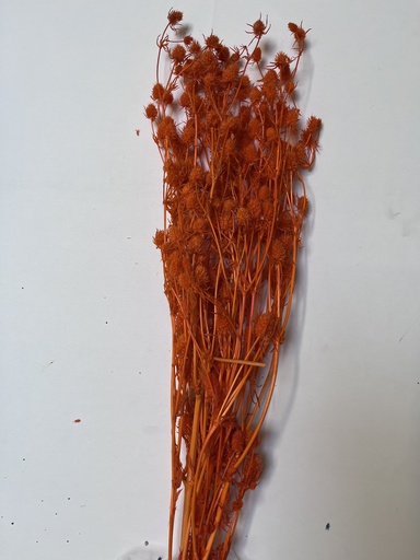 [Yellowish orange] Yellowish Orange/Erygium Flower