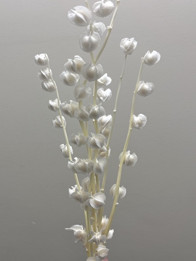 [white] white / lantern flower