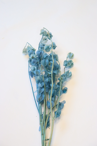 [bule] blue / lantern flower