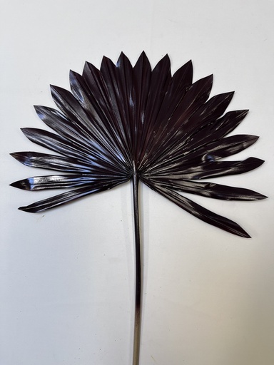 [Brown] brown/sun palm