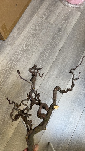 [Nature color] jujube twig