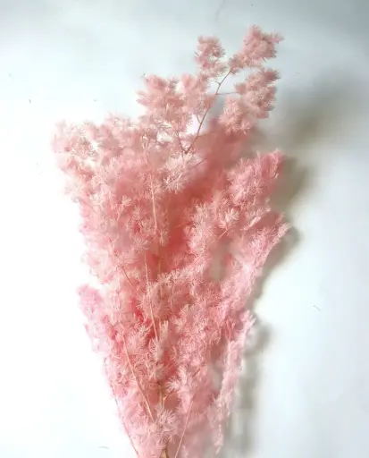 pink / ming fern