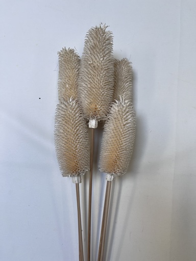 [White] creamy white / thistle pods