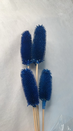 [royal blue] royal blue / thistle pods