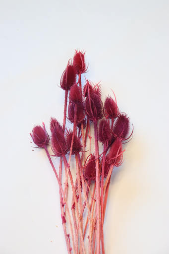red / thistle pods