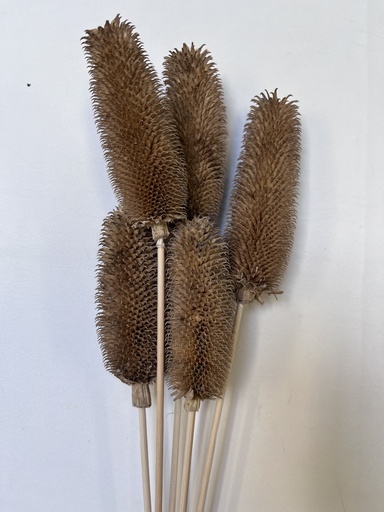 [black brown] brown/dipsacus sativus