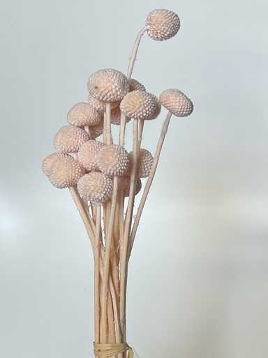 [pink] pink / billy ball