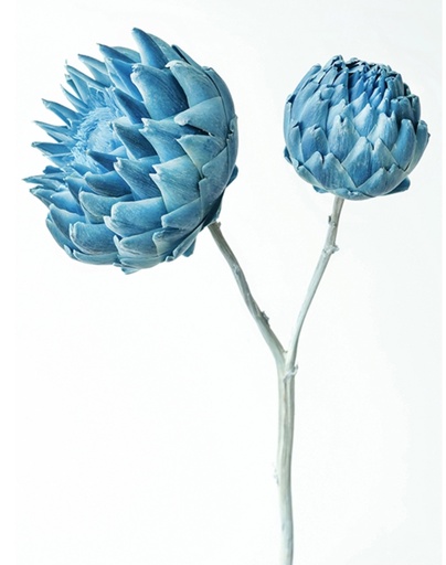 [Dusty Blue] Artichoke/Mini/Dusty Blue