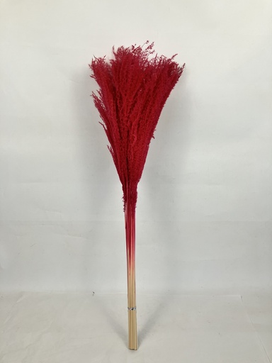 [red] Red/Maiden Grass
