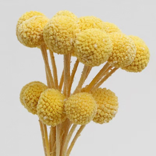 [Light Yellow] Light Yellow/Billy ball