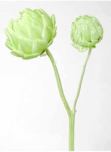 [Apple Green] Apple Green /Artichoke/Single Stem
