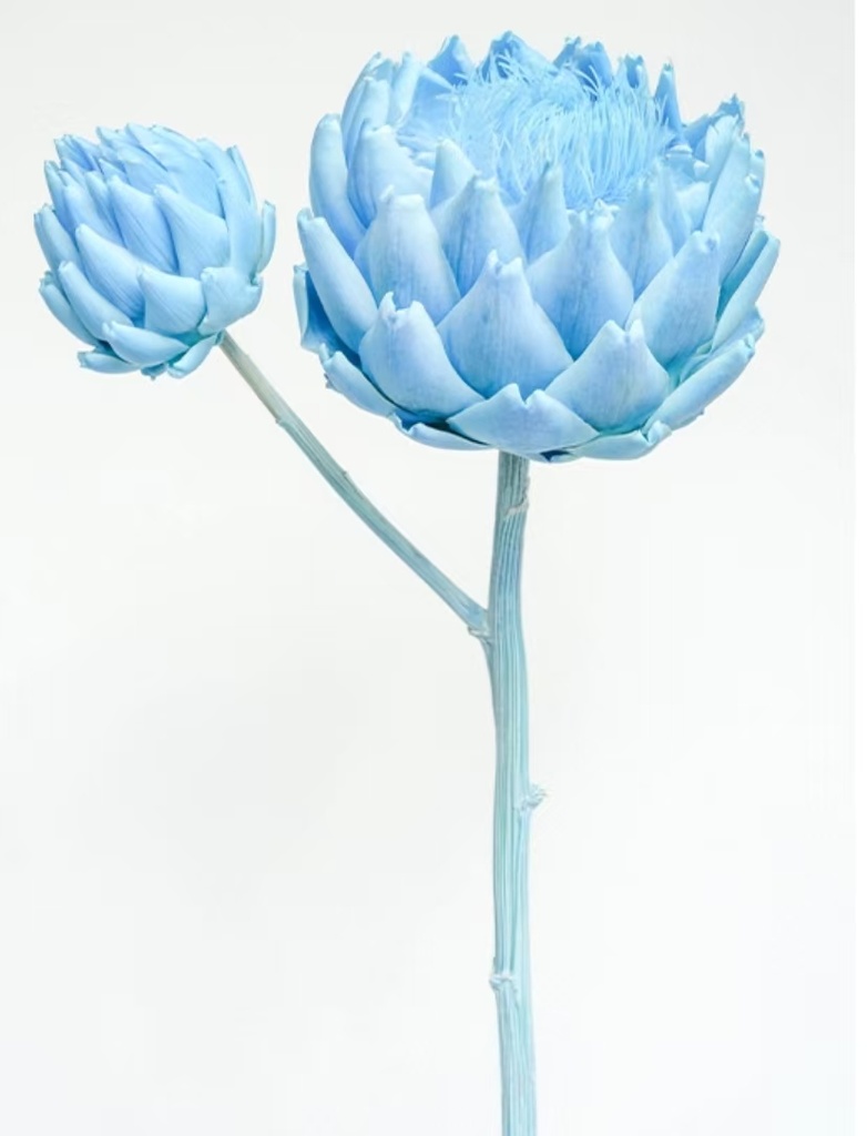 Artichoke/Single Stem/Baby Bule 