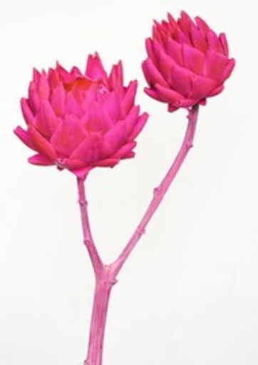 [Rosy] Rosy /Artichoke/Single Stem