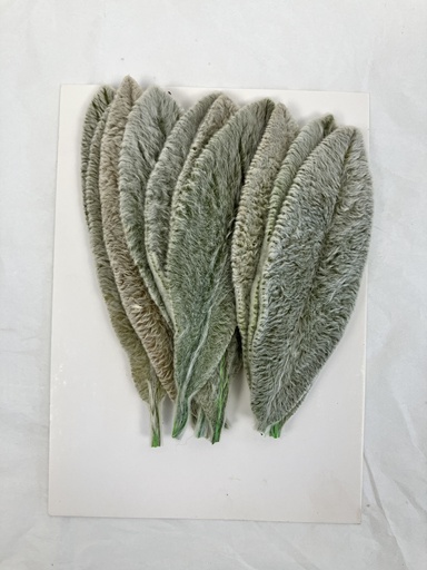 Stachys Byzantina